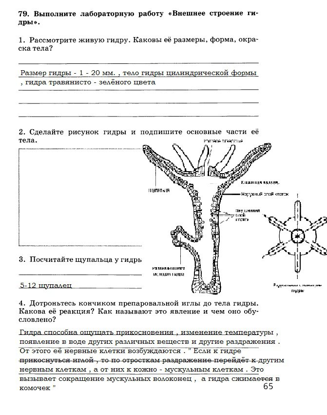 Рабочие ссылки тор blackprut com