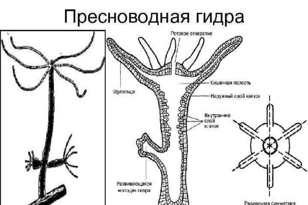 Блэкспрут телеграф